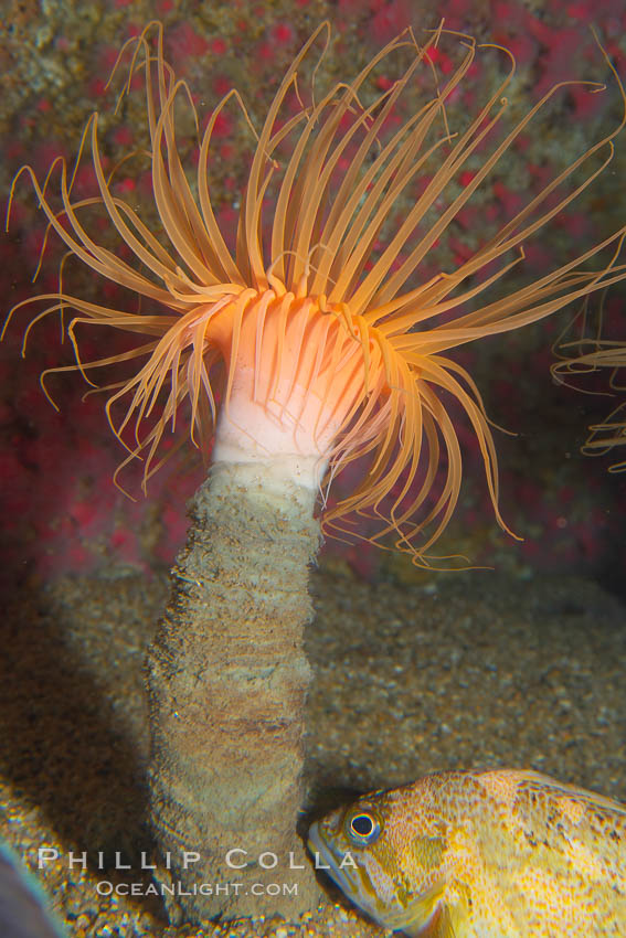 Tube anemone., Pachycerianthus fimbriatus, natural history stock photograph, photo id 14047