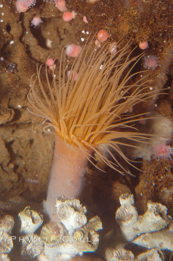 Tube anemone., Pachycerianthus fimbriatus, natural history stock photograph, photo id 08937