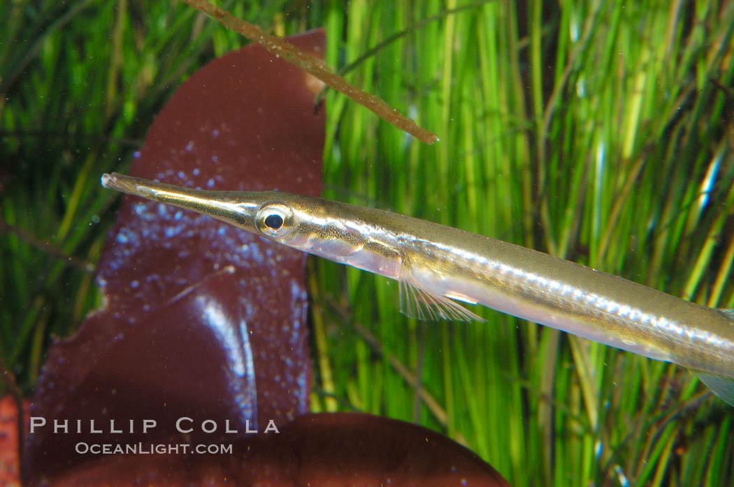 Tube snout., Aulorhynchus flavidus, natural history stock photograph, photo id 08991