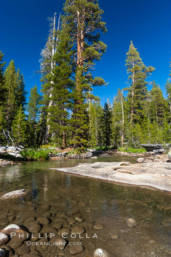 The Tuolumne River in late summer.  Tuolumne Meadows. Yosemite National Park, California, USA, natural history stock photograph, photo id 09970