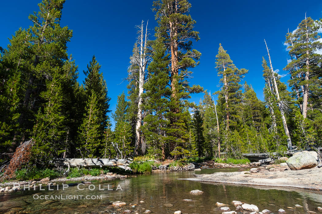 The Tuolumne River in late summer.  Tuolumne Meadows. Yosemite National Park, California, USA, natural history stock photograph, photo id 09971