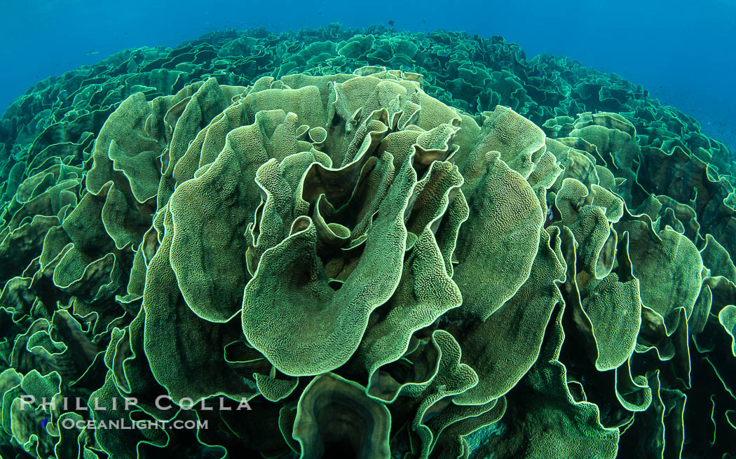 Turbinaria corals at Nigali Passage, Fiji., natural history stock photograph, photo id 41418