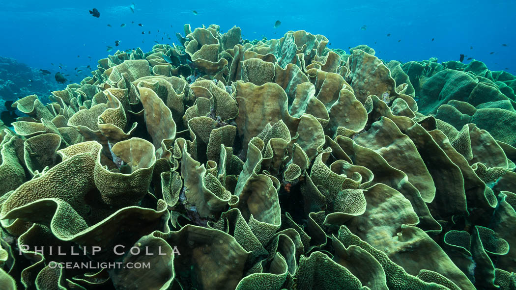 Spectacular display of pristine cabbage coral, Turbinaria reniformis, in Nigali Pass on Gao Island, Fiji. Nigali Passage, Gau Island, Lomaiviti Archipelago, Cabbage coral, Turbinaria reniformis, natural history stock photograph, photo id 31530