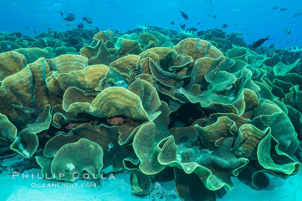 Spectacular display of pristine cabbage coral, Turbinaria reniformis, in Nigali Pass on Gao Island, Fiji. Nigali Passage, Gau Island, Lomaiviti Archipelago, Cabbage coral, Turbinaria reniformis, natural history stock photograph, photo id 31734