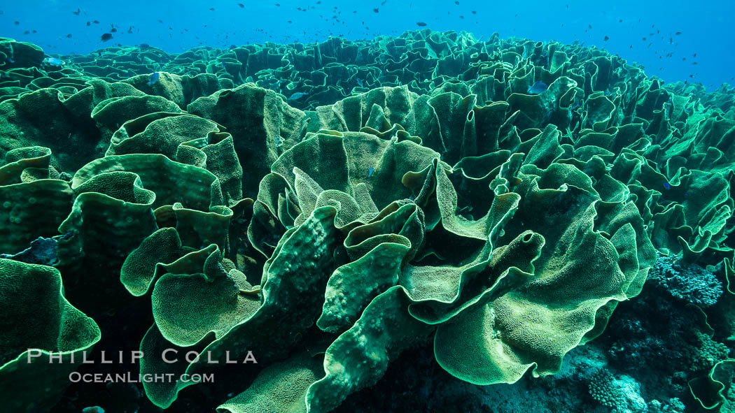 Spectacular display of pristine cabbage coral, Turbinaria reniformis, in Nigali Pass on Gao Island, Fiji. Nigali Passage, Gau Island, Lomaiviti Archipelago, Cabbage coral, Turbinaria reniformis, natural history stock photograph, photo id 31384