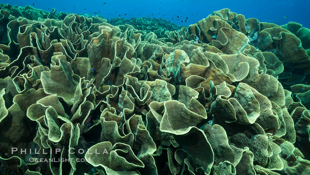 Spectacular display of pristine cabbage coral, Turbinaria reniformis, in Nigali Pass on Gao Island, Fiji. Nigali Passage, Gau Island, Lomaiviti Archipelago, Cabbage coral, Turbinaria reniformis, natural history stock photograph, photo id 31727