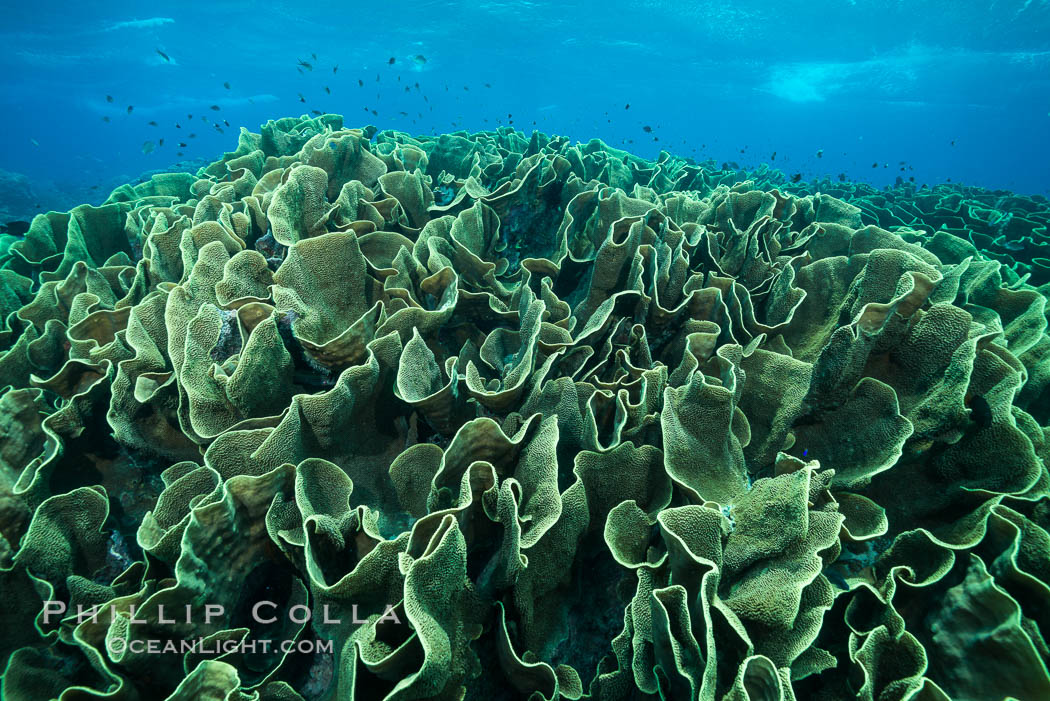 Spectacular display of pristine cabbage coral, Turbinaria reniformis, in Nigali Pass on Gao Island, Fiji. Nigali Passage, Gau Island, Lomaiviti Archipelago, Cabbage coral, Turbinaria reniformis, natural history stock photograph, photo id 31385