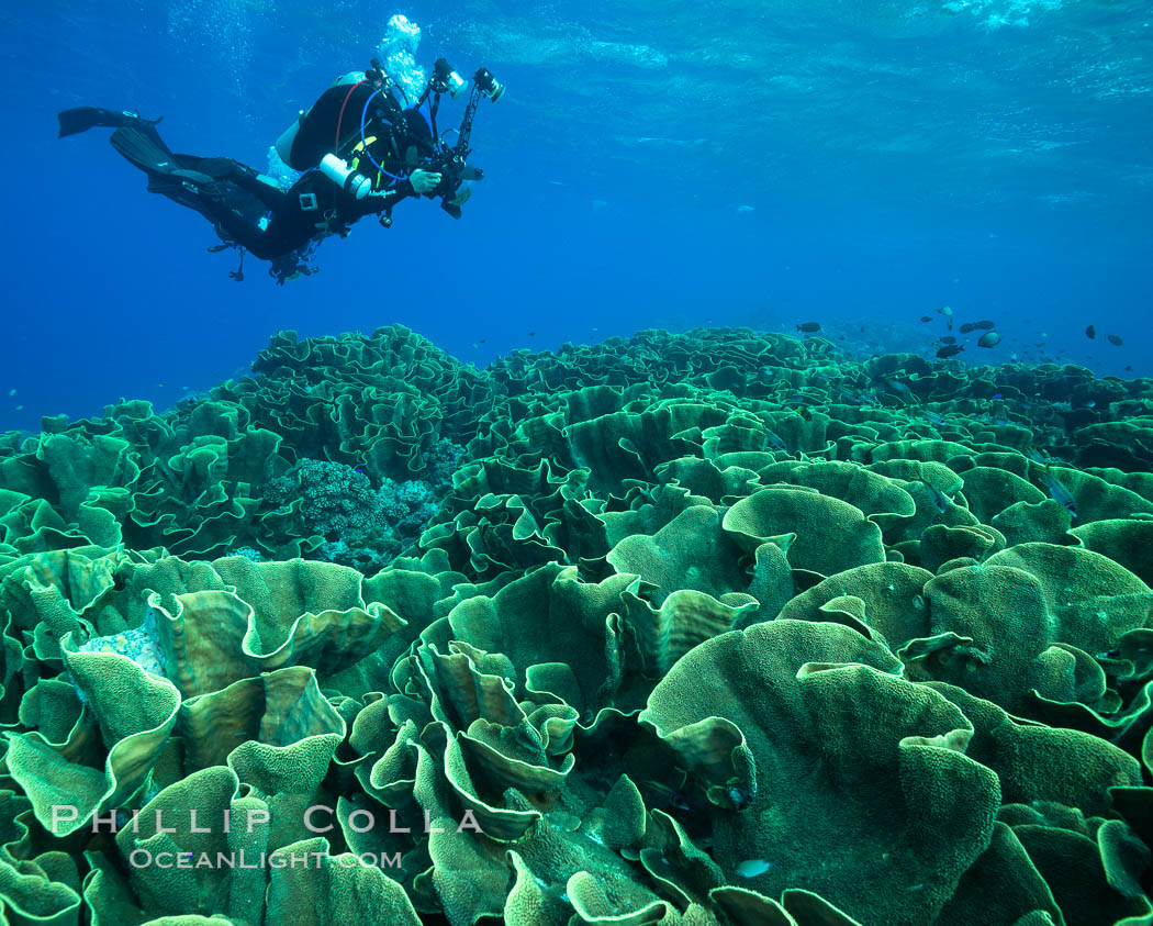 Spectacular display of pristine cabbage coral, Turbinaria reniformis, in Nigali Pass on Gao Island, Fiji. Nigali Passage, Gau Island, Lomaiviti Archipelago, Cabbage coral, Turbinaria reniformis, natural history stock photograph, photo id 31537