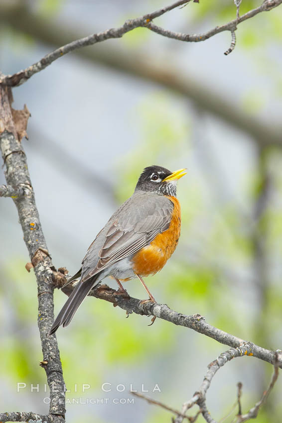 American robin.  Yosemite Valley. Yosemite National Park, California, USA, Turdus migratorius, natural history stock photograph, photo id 12666