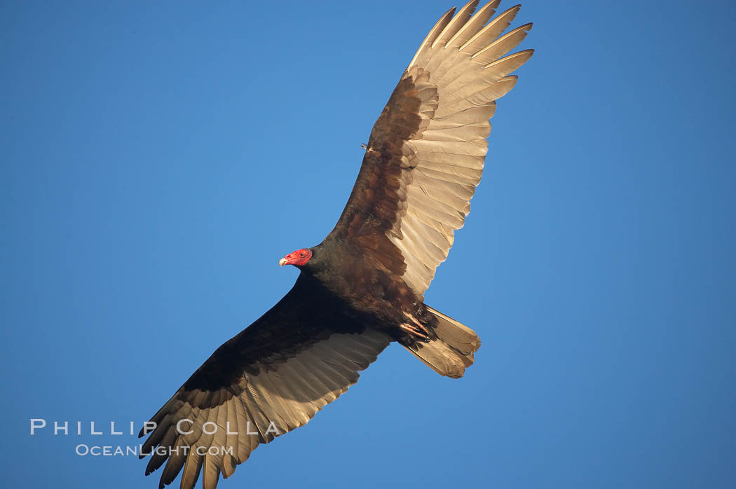 Turkey vulture in flight, soaring, San Simeon. La Jolla, California, USA, Cathartes aura, natural history stock photograph, photo id 15121