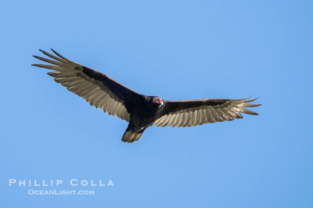 Turkey Vulture in Flight, Bass Lake. California, USA, natural history stock photograph, photo id 39385