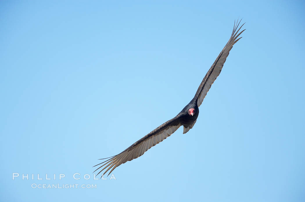 Turkey vulture in flight. Piedras Blancas, San Simeon, California, USA, natural history stock photograph, photo id 20346