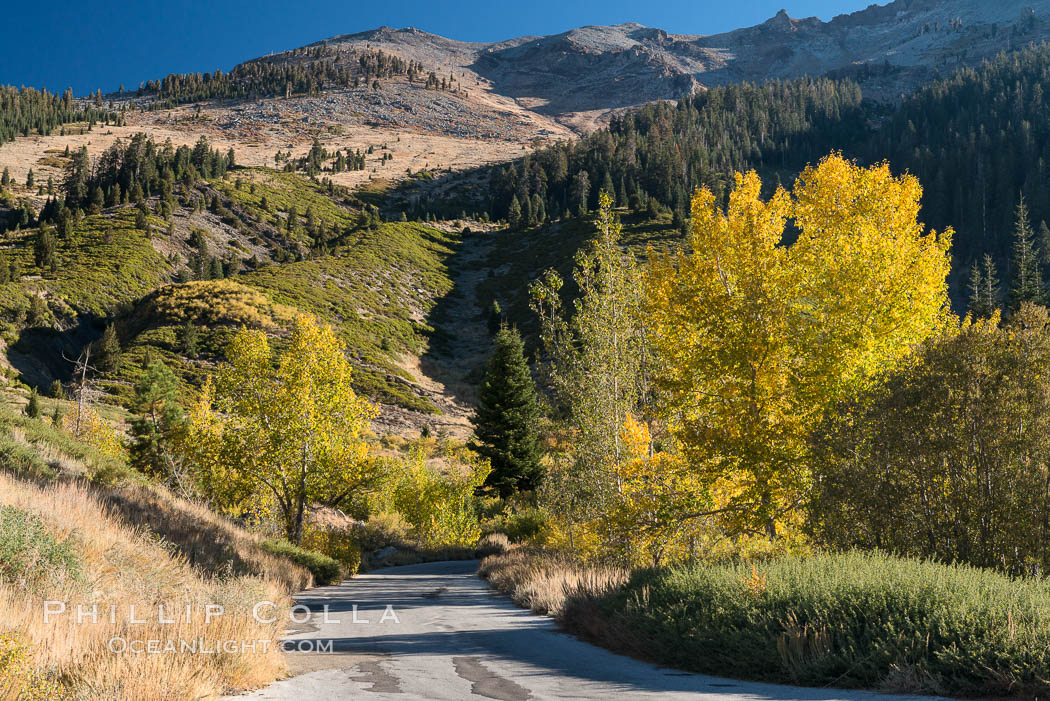 Aspens show fall colors in Mineral King Valley, part of Sequoia National Park in the southern Sierra Nevada, California. USA, natural history stock photograph, photo id 32258