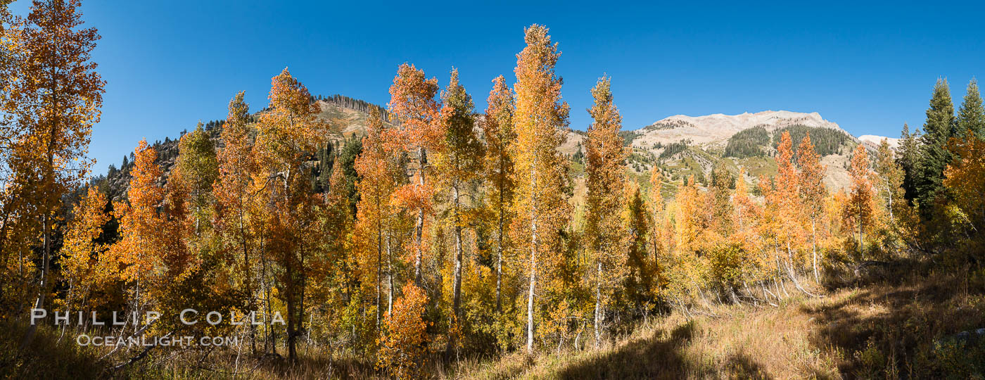 Aspens show fall colors in Mineral King Valley, part of Sequoia National Park in the southern Sierra Nevada, California. USA, natural history stock photograph, photo id 32266