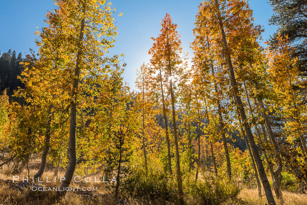 Aspens show fall colors in Mineral King Valley, part of Sequoia National Park in the southern Sierra Nevada, California. USA, natural history stock photograph, photo id 32274