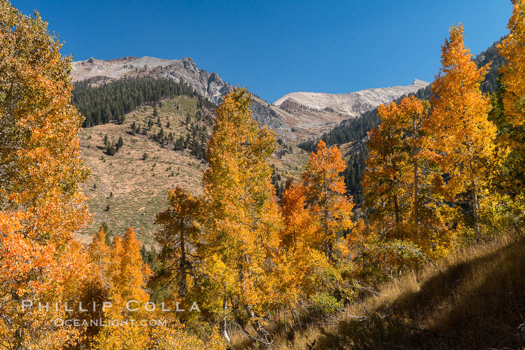 Aspens show fall colors in Mineral King Valley, part of Sequoia National Park in the southern Sierra Nevada, California. USA, natural history stock photograph, photo id 32298