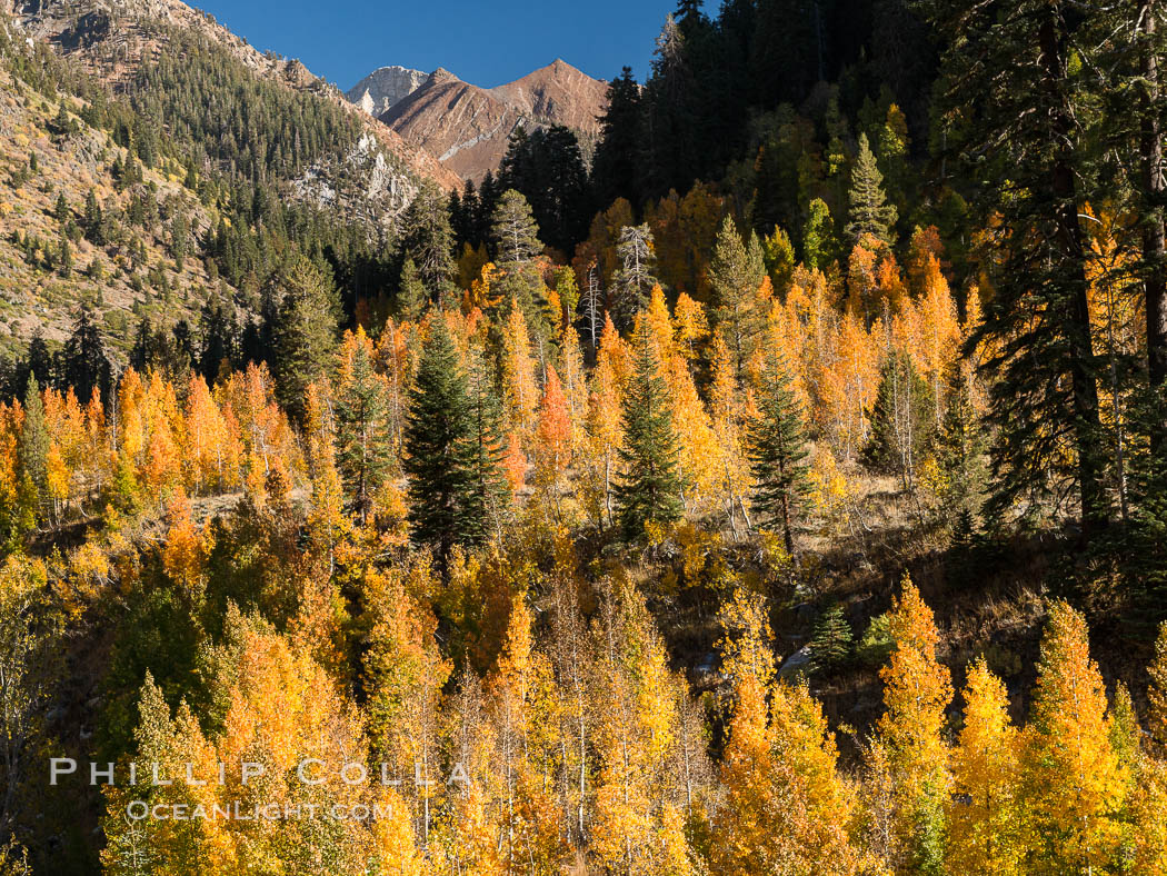 Aspens show fall colors in Mineral King Valley, part of Sequoia National Park in the southern Sierra Nevada, California. USA, natural history stock photograph, photo id 32276