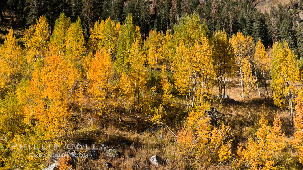 Aspens show fall colors in Mineral King Valley, part of Sequoia National Park in the southern Sierra Nevada, California. USA, natural history stock photograph, photo id 32280