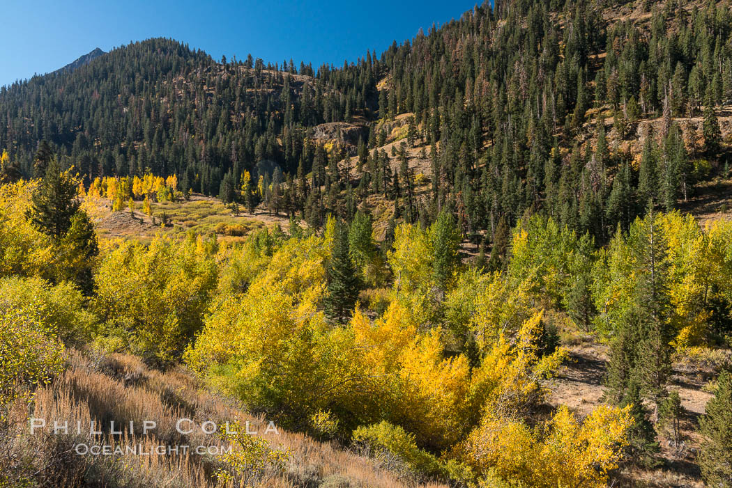 Aspens show fall colors in Mineral King Valley, part of Sequoia National Park in the southern Sierra Nevada, California. USA, natural history stock photograph, photo id 32284
