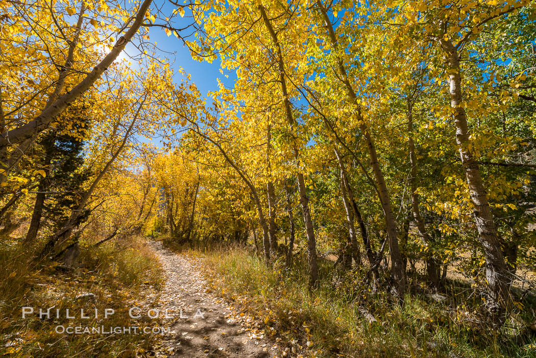 Aspens show fall colors in Mineral King Valley, part of Sequoia National Park in the southern Sierra Nevada, California. USA, natural history stock photograph, photo id 32288