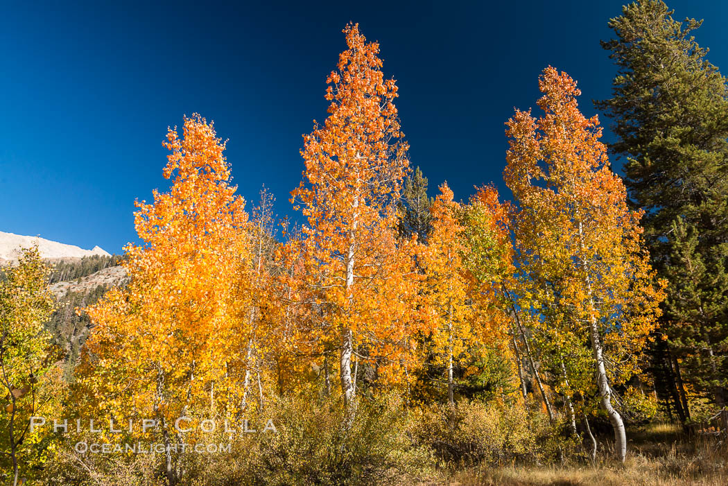 Aspens show fall colors in Mineral King Valley, part of Sequoia National Park in the southern Sierra Nevada, California. USA, natural history stock photograph, photo id 32271