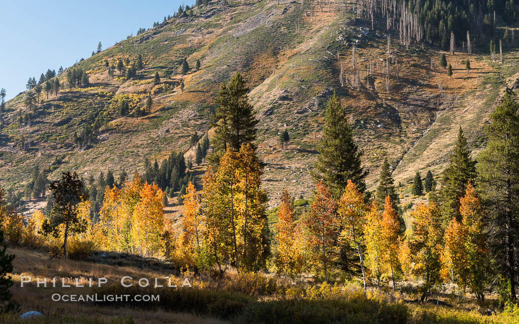 Aspens show fall colors in Mineral King Valley, part of Sequoia National Park in the southern Sierra Nevada, California. USA, natural history stock photograph, photo id 32275