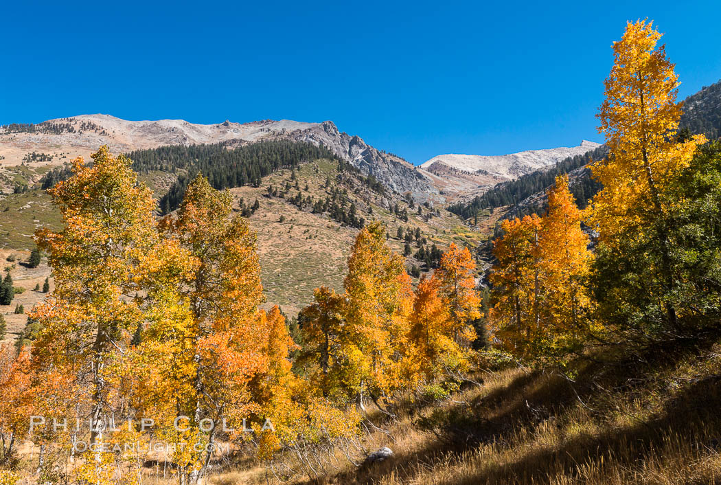 Aspens show fall colors in Mineral King Valley, part of Sequoia National Park in the southern Sierra Nevada, California. USA, natural history stock photograph, photo id 32295