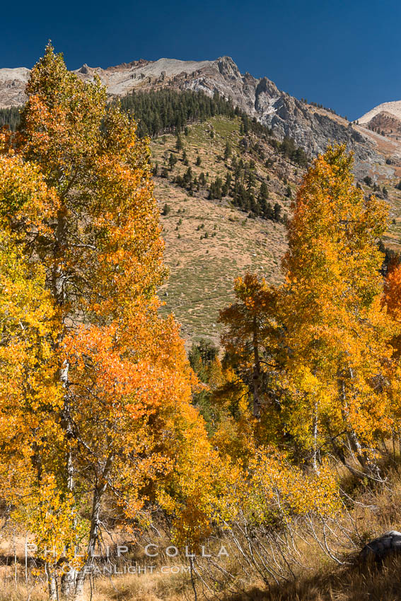 Aspens show fall colors in Mineral King Valley, part of Sequoia National Park in the southern Sierra Nevada, California. USA, natural history stock photograph, photo id 32299