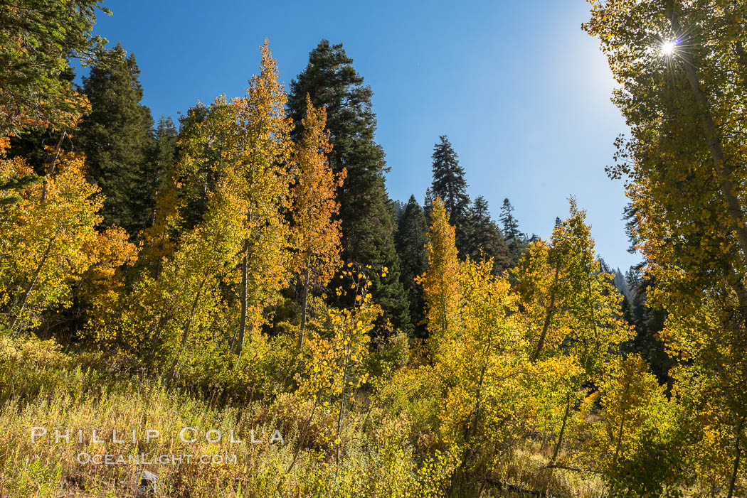 Aspens show fall colors in Mineral King Valley, part of Sequoia National Park in the southern Sierra Nevada, California. USA, natural history stock photograph, photo id 32265