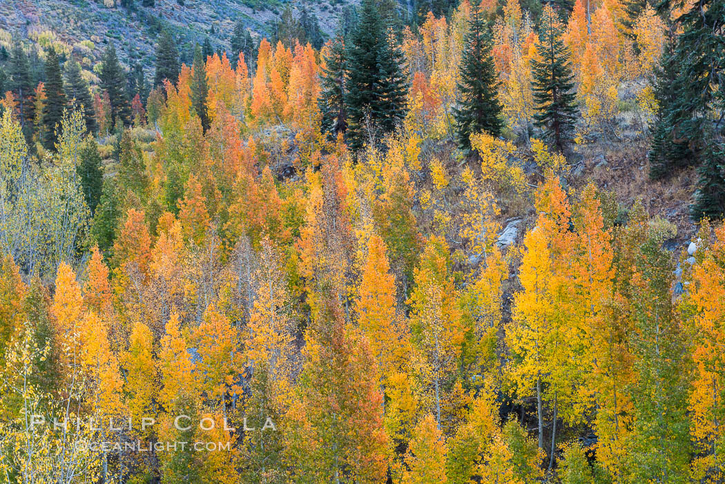 Aspens show fall colors in Mineral King Valley, part of Sequoia National Park in the southern Sierra Nevada, California. USA, natural history stock photograph, photo id 32277