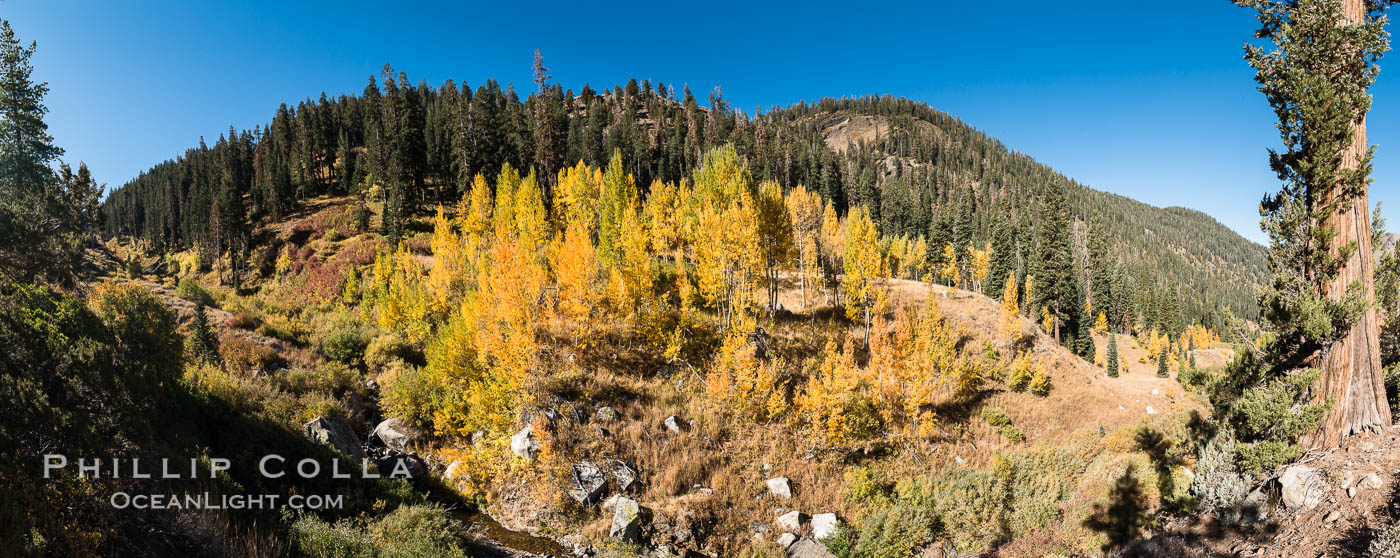 Aspens show fall colors in Mineral King Valley, part of Sequoia National Park in the southern Sierra Nevada, California. USA, natural history stock photograph, photo id 32281