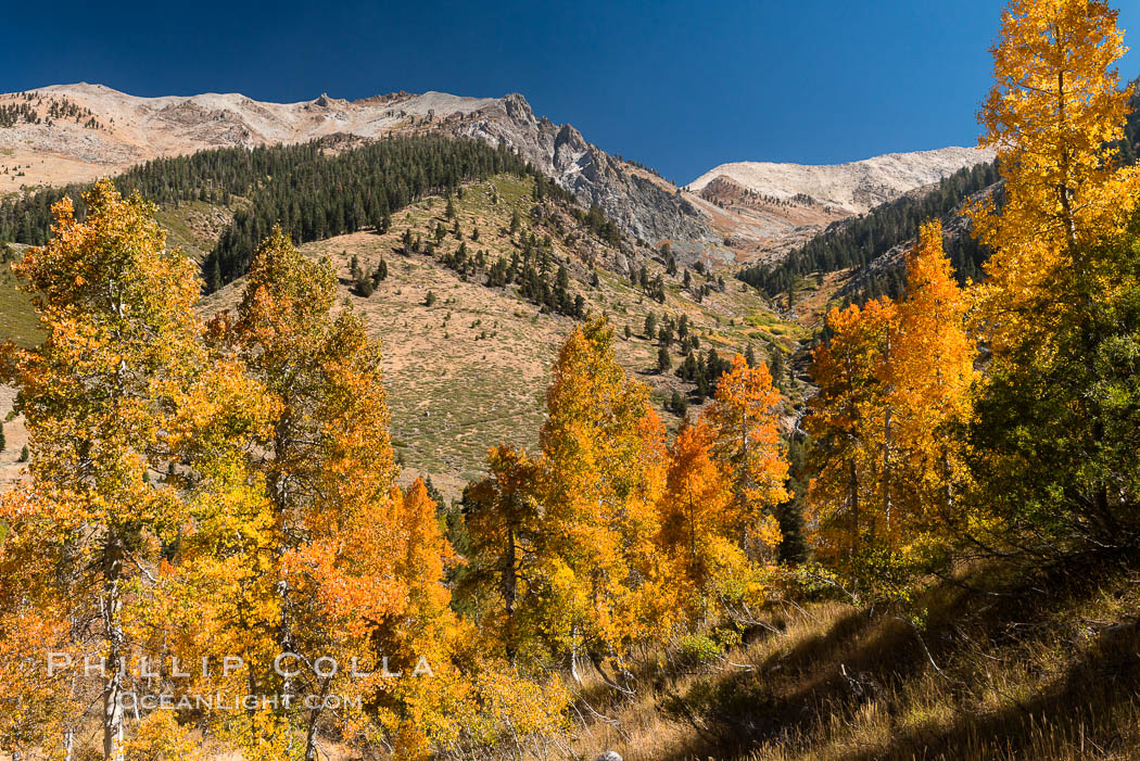Aspens show fall colors in Mineral King Valley, part of Sequoia National Park in the southern Sierra Nevada, California. USA, natural history stock photograph, photo id 32297