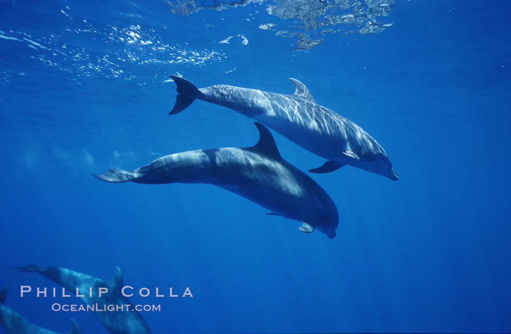 Pacific bottlenose dolphin. Maui, Hawaii, USA, Tursiops truncatus, natural history stock photograph, photo id 00554