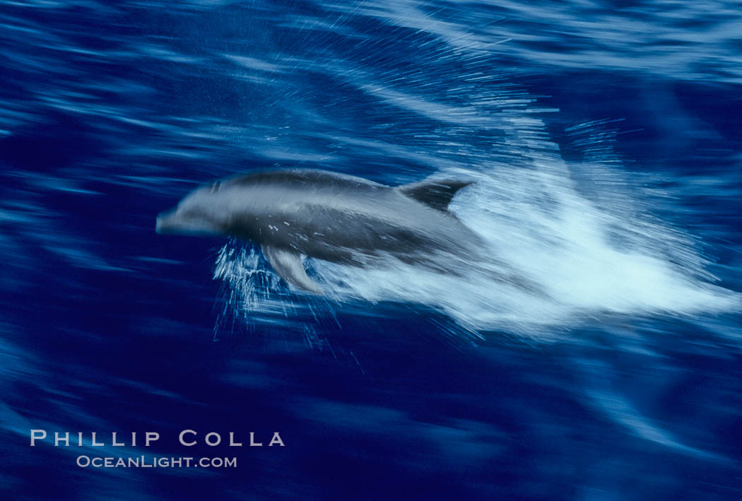 Bottlenose dolphin. Guadalupe Island (Isla Guadalupe), Baja California, Mexico, Tursiops truncatus, natural history stock photograph, photo id 03850