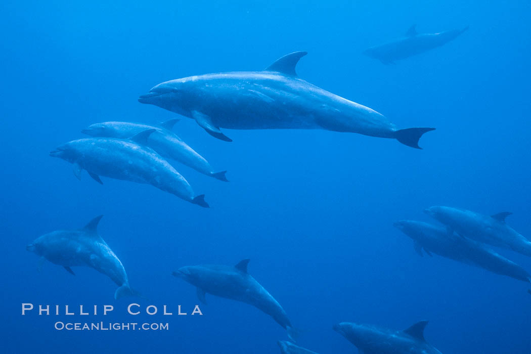 Pacific  bottlenose dolphin., Tursiops truncatus, natural history stock photograph, photo id 04918