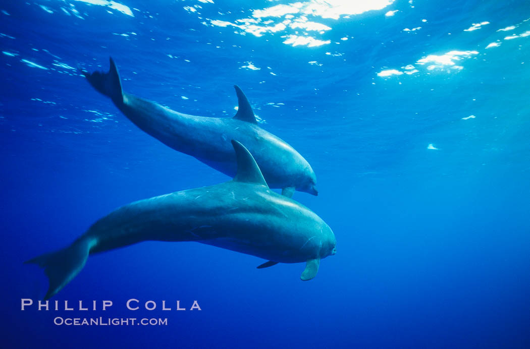 Pacific bottlenose dolphin swimming offshore of Guadalupe Island, Mexico. Guadalupe Island (Isla Guadalupe), Baja California, Tursiops truncatus, natural history stock photograph, photo id 00968