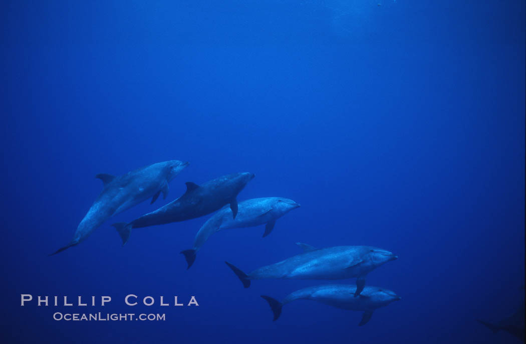 Pacific  bottlenose dolphin., Tursiops truncatus, natural history stock photograph, photo id 04912