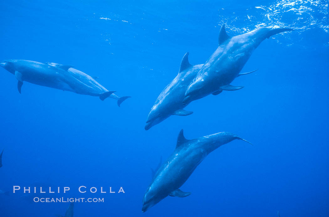 Pacific bottlenose dolphin. Guadalupe Island (Isla Guadalupe), Baja California, Mexico, Tursiops truncatus, natural history stock photograph, photo id 03739