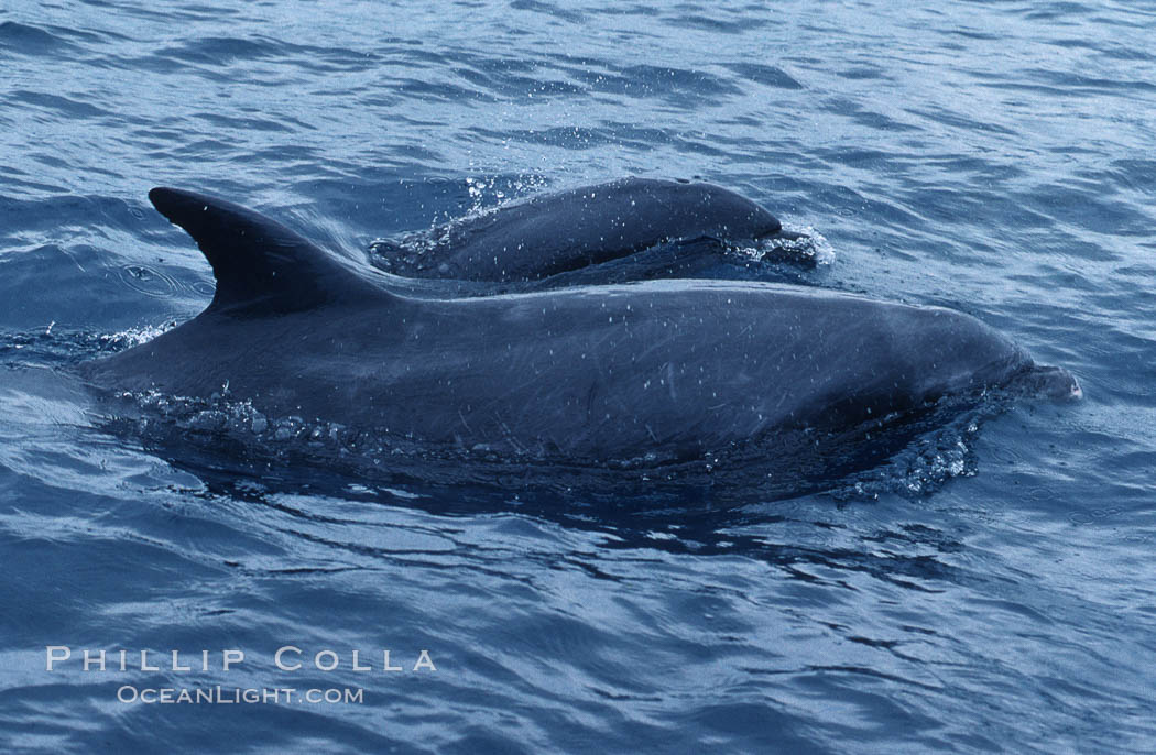 Pacific  bottlenose dolphin., Tursiops truncatus, natural history stock photograph, photo id 04915