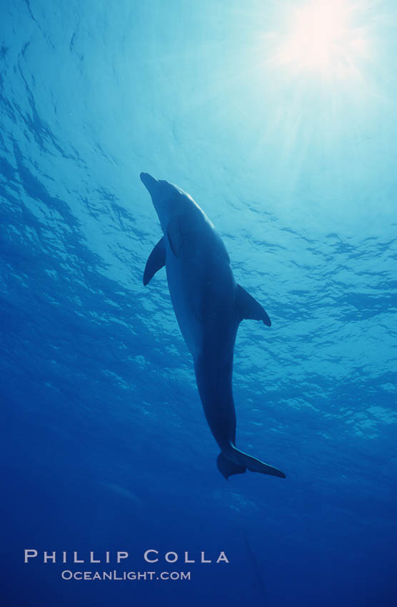 Atlantic  bottlenose dolphin. Bahamas, Tursiops truncatus, natural history stock photograph, photo id 04909