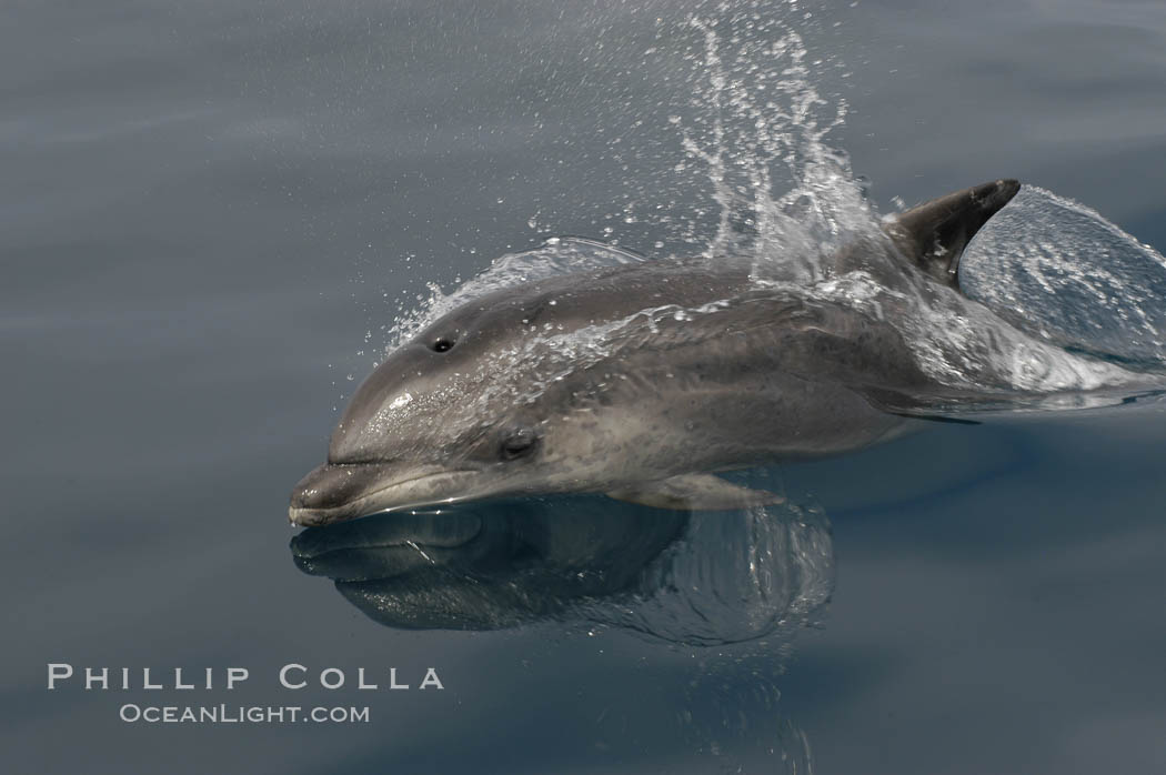 Pacific bottlenose dolphin breaches the ocean surface as it leaps and takes a breath.  Open ocean near San Diego. California, USA, Tursiops truncatus, natural history stock photograph, photo id 07161