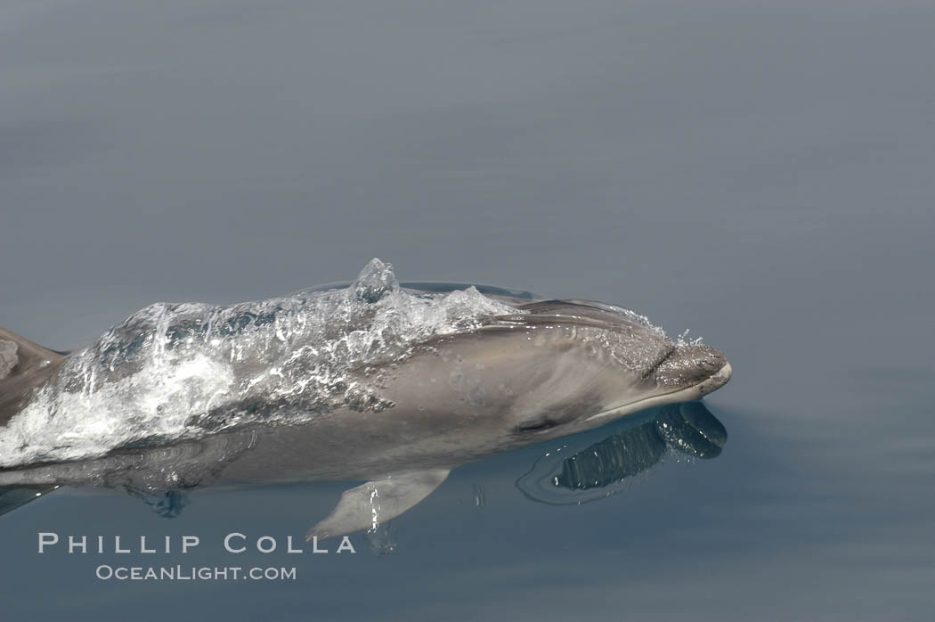 Pacific bottlenose dolphin hydrodynamically slices the ocean as it surfaces to breathe.  Open ocean near San Diego. California, USA, Tursiops truncatus, natural history stock photograph, photo id 07169