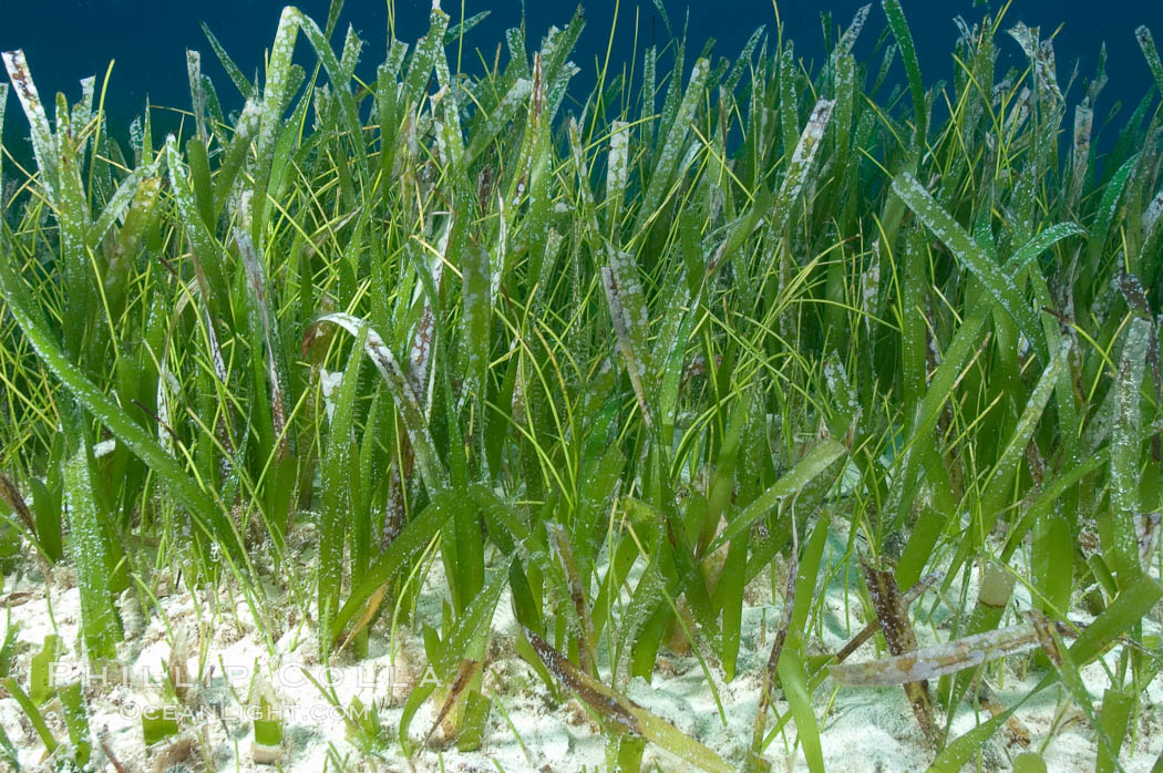 Turtle grass is the most common seagrass in the Caribbean, typically growing on sandy and coral rubble bottoms to a depth of 30 feet. Great Isaac Island, Bahamas, Thalassia testudinum, natural history stock photograph, photo id 10857