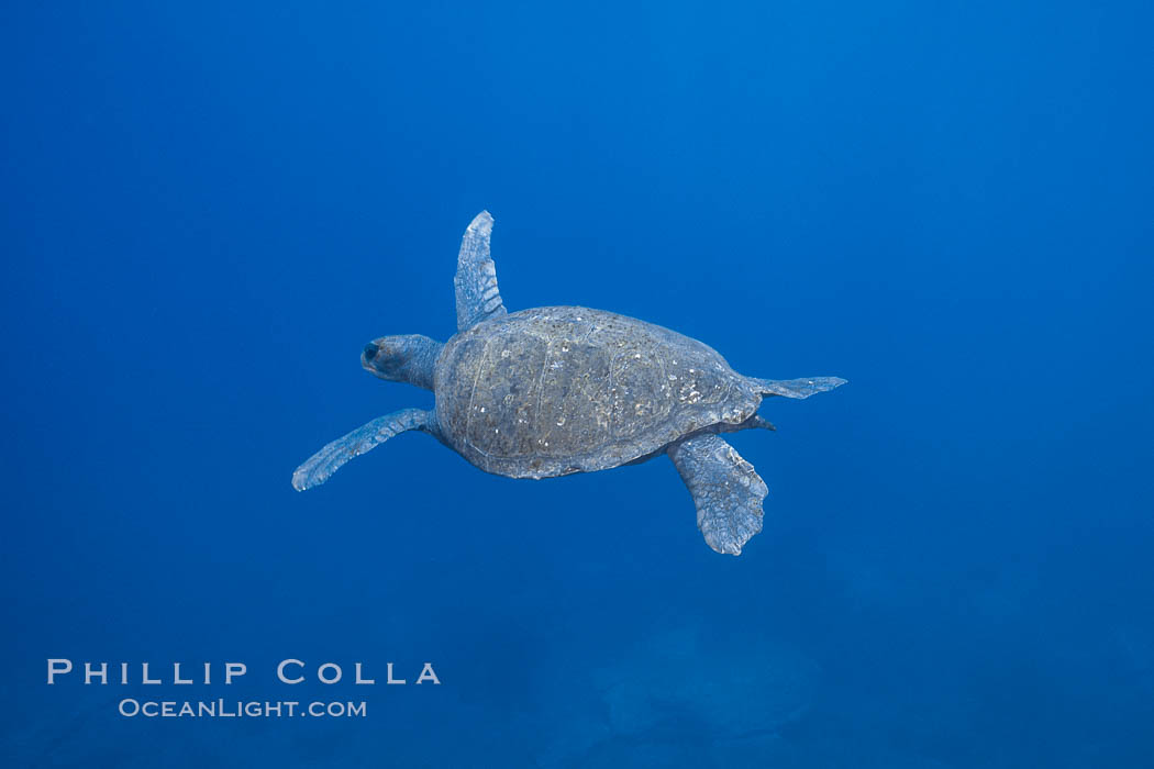 Turtle. Guadalupe Island (Isla Guadalupe), Baja California, Mexico, natural history stock photograph, photo id 03722
