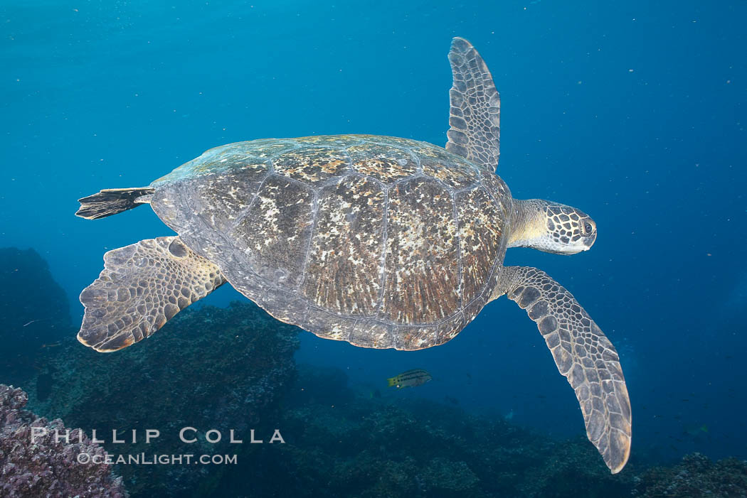 Turtle. Wolf Island, Galapagos Islands, Ecuador, natural history stock photograph, photo id 16380