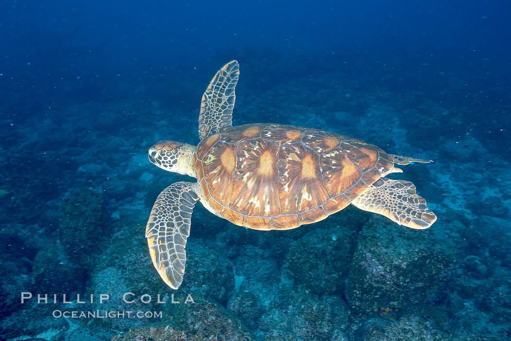 Turtle. Wolf Island, Galapagos Islands, Ecuador, natural history stock photograph, photo id 16384