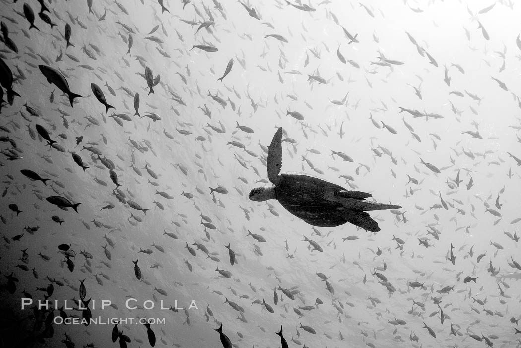 Turtle. Wolf Island, Galapagos Islands, Ecuador, natural history stock photograph, photo id 16381