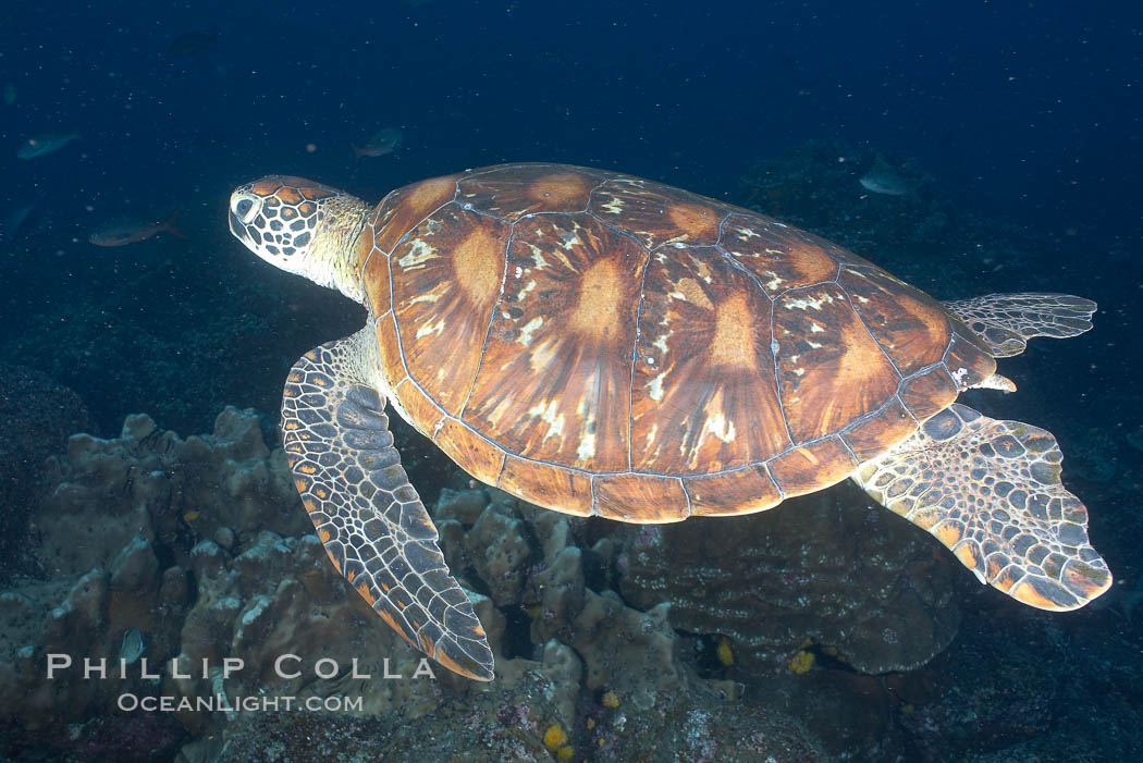 Turtle. Wolf Island, Galapagos Islands, Ecuador, natural history stock photograph, photo id 16385