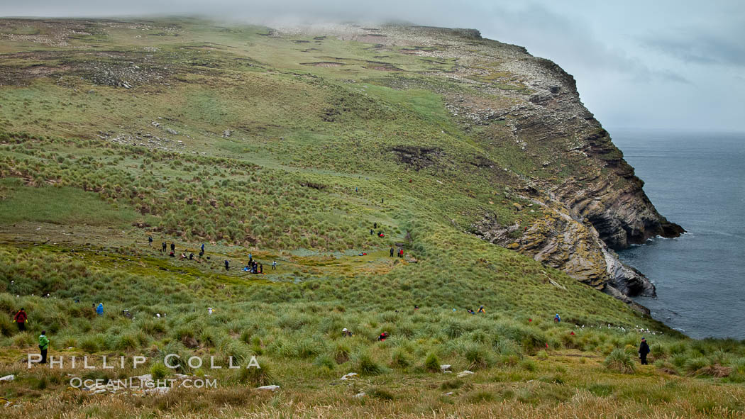 Tussock-grass covered hills, and seacliffs, at the Devil's Nose rookery of albatross, penguins and shags. Westpoint Island, Falkland Islands, United Kingdom, natural history stock photograph, photo id 23954