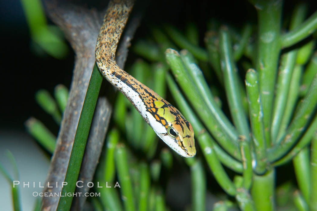 Twig snake.  The twig snake is back-fanged, having its short fangs situated far back in the mouth.  Its venom will subdue small prey such as rodents.  Its is well camouflaged, resembling a small twig or branch in the trees that it inhabits., Thelotornis capensis oatesii, natural history stock photograph, photo id 12605